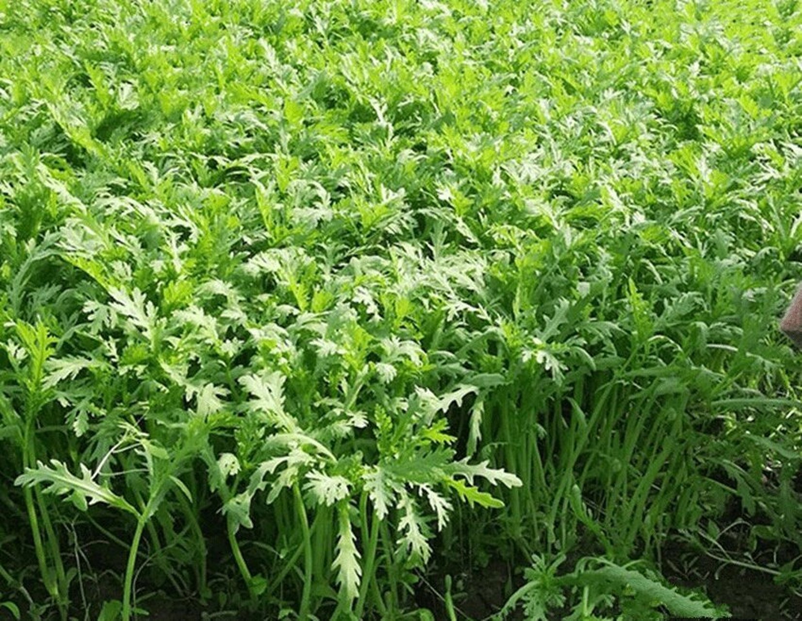 茼蒿种植详解      茼蒿菜有大叶茼蒿,中叶茼蒿,小叶茼蒿,都可以多次