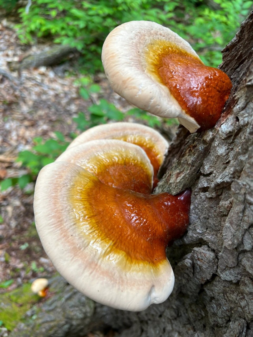 六天不见,灵芝长大一倍 野生灵芝的根部,明显有了油亮的红漆色彩,个别
