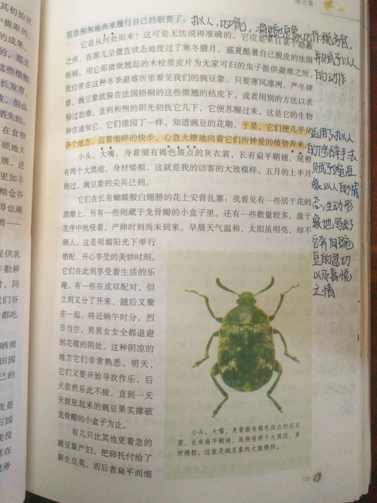 《昆虫记》豌豆象 批注〔上