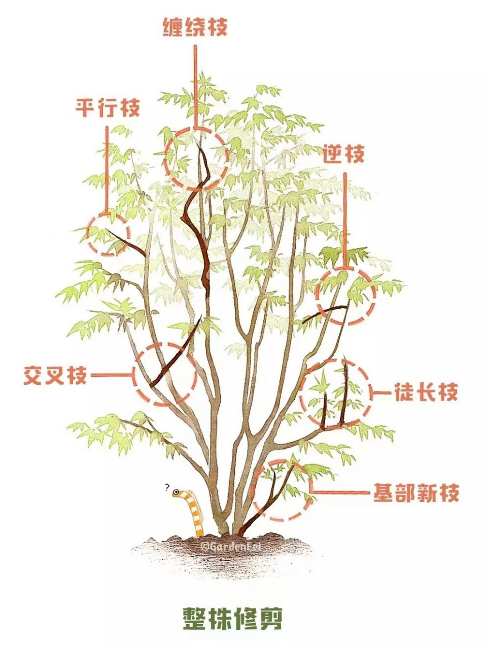 红枫树怎么修剪图解图片