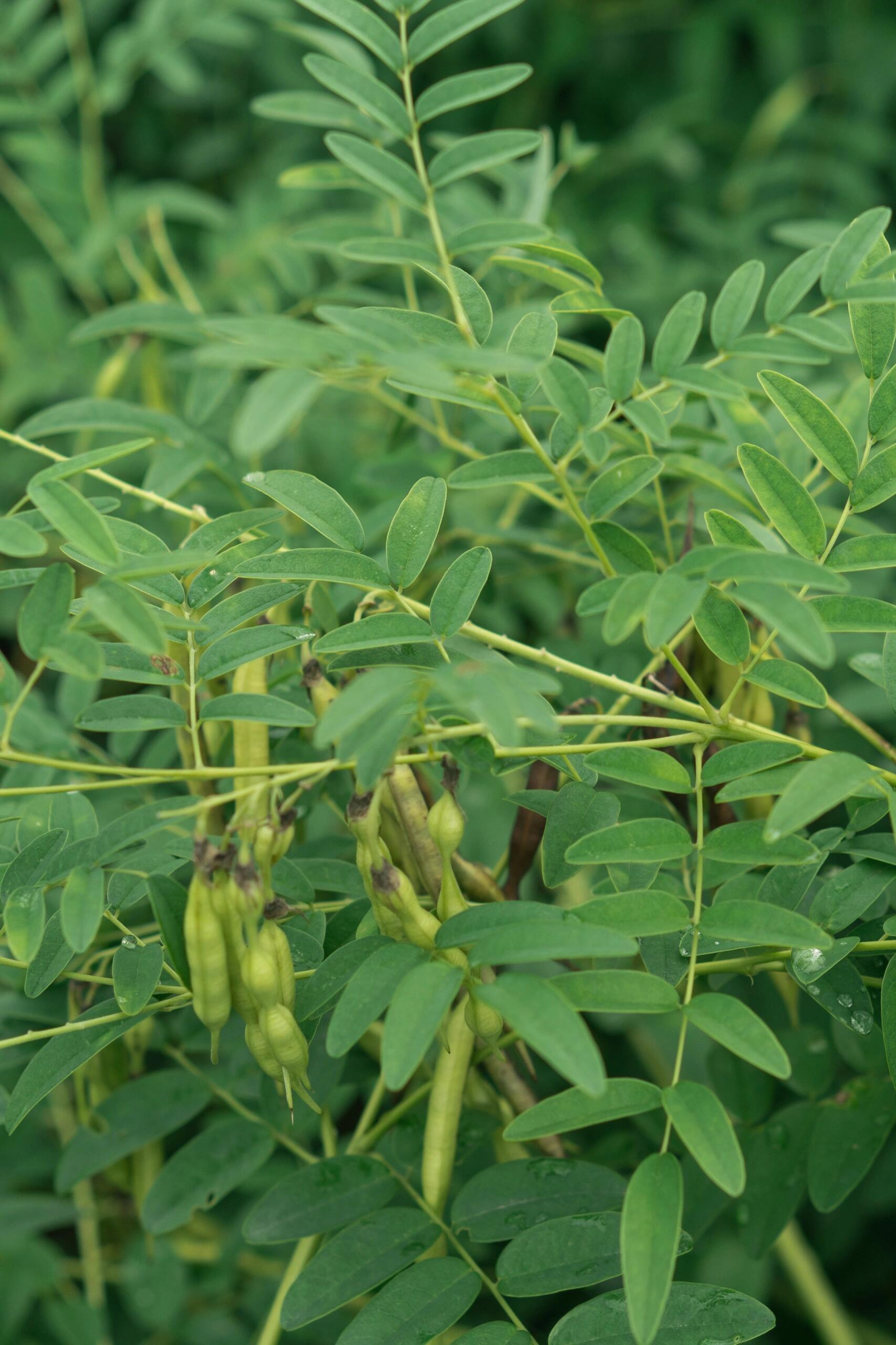 药用植物|苦参
