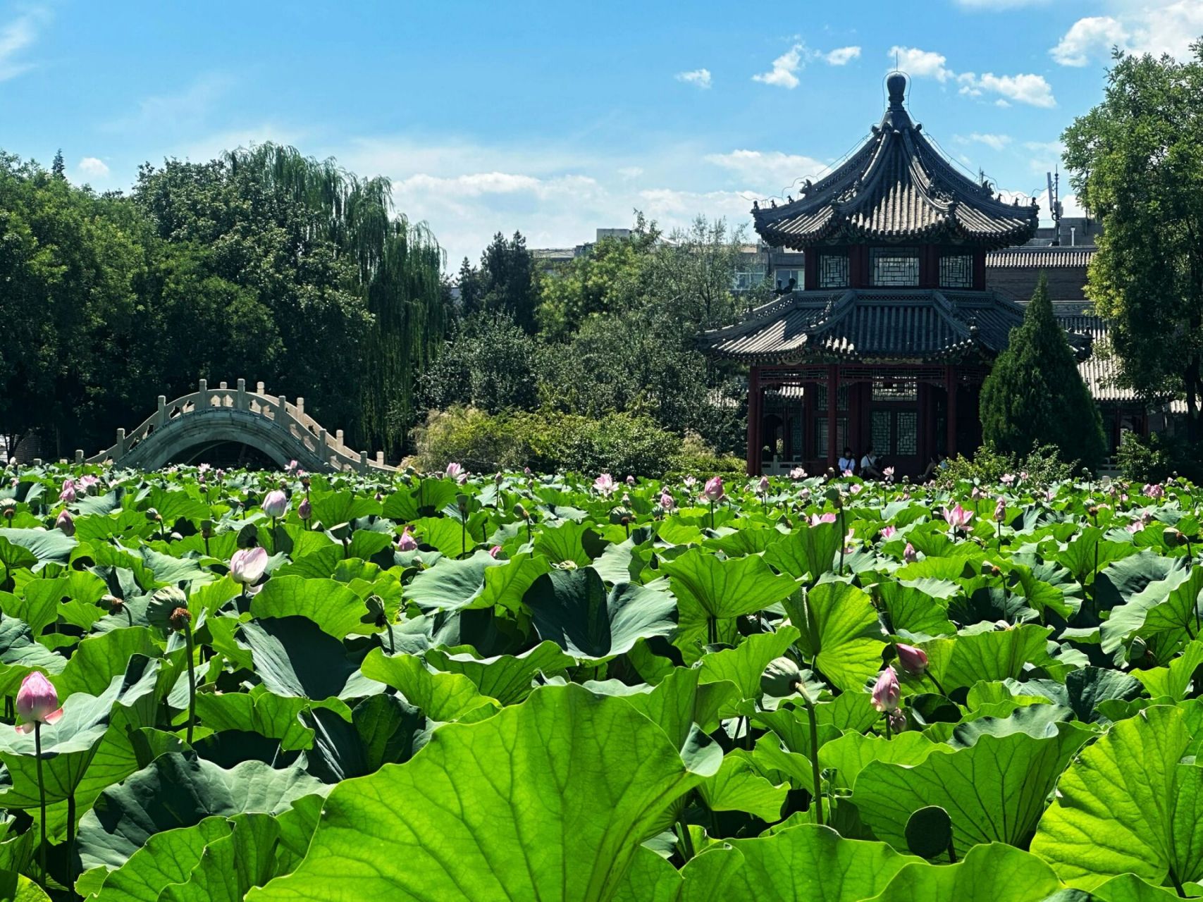 保定城区内最令我着迷的人文景点当属「古莲花池」了,于是决定为它