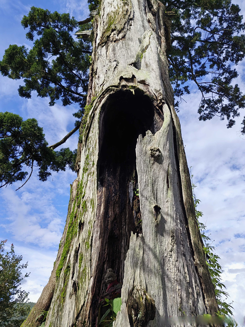 腾冲旅游# 【云南腾冲的古树名木——大罗绮坪千年秃杉】位于云舷