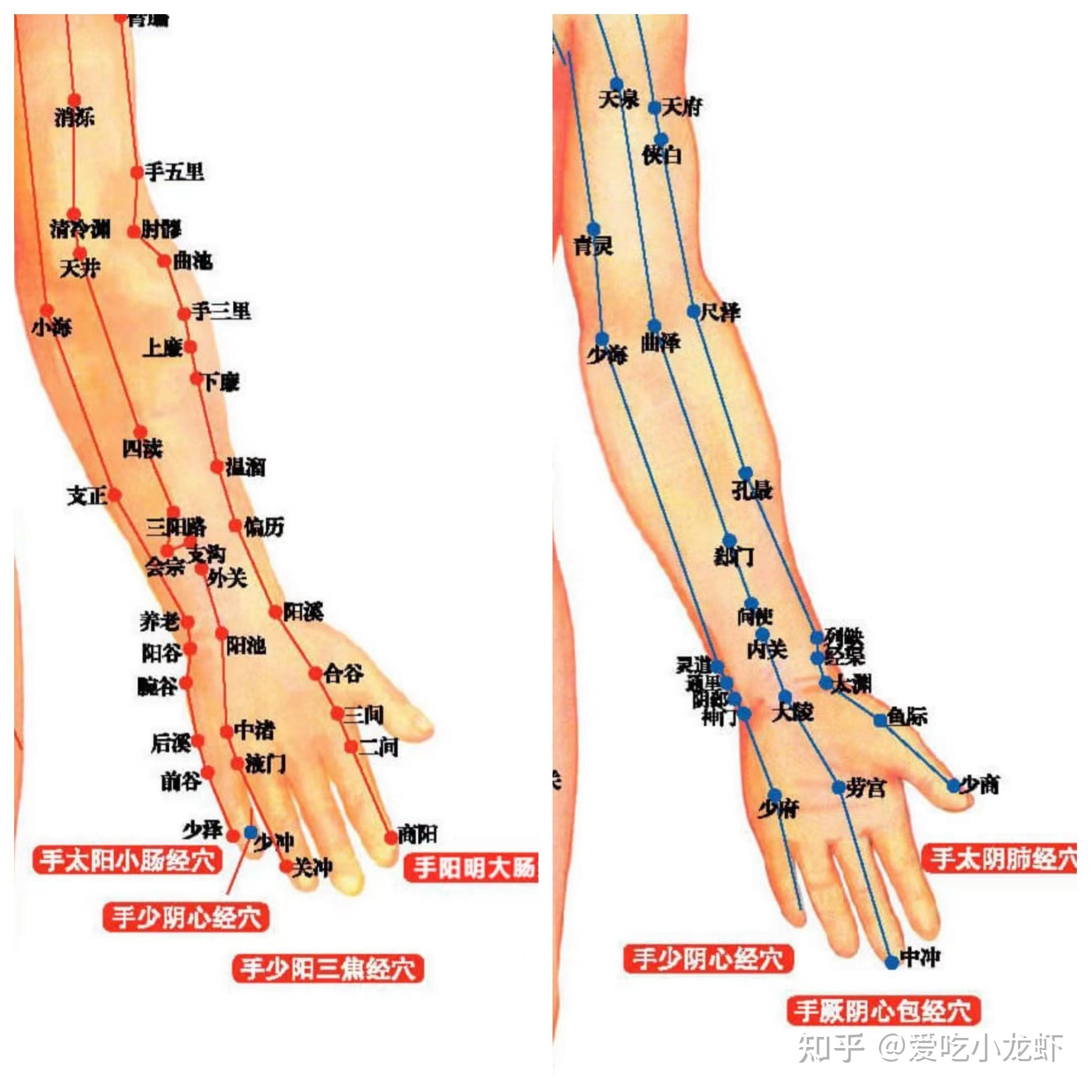 手三阴手三阳经络图片