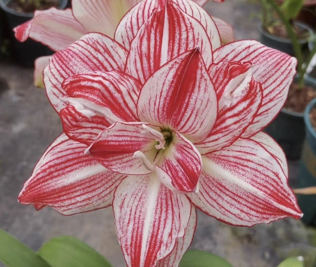 朱顶红品种—十二单衣 十二单衣 	 日朱重瓣 长的比较慢 大概算是日朱