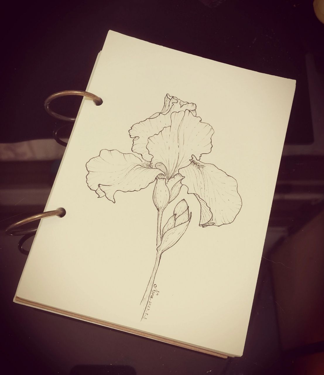 59 针管笔临摹|花卉线稿|鸢尾花  好久没有五一在东北度过了,早晚巨大