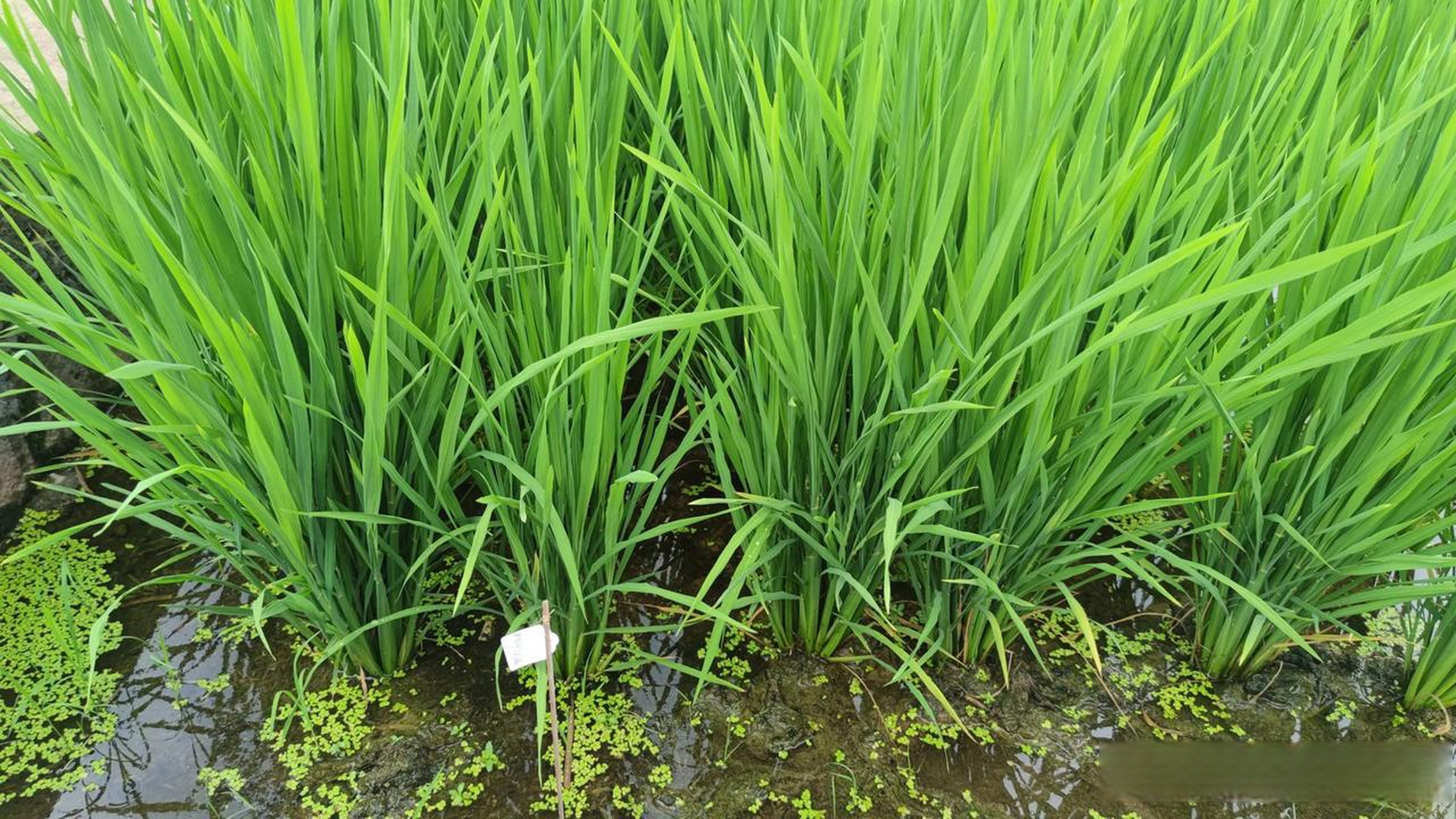 那么,水稻拔节期应该怎样施肥呢?