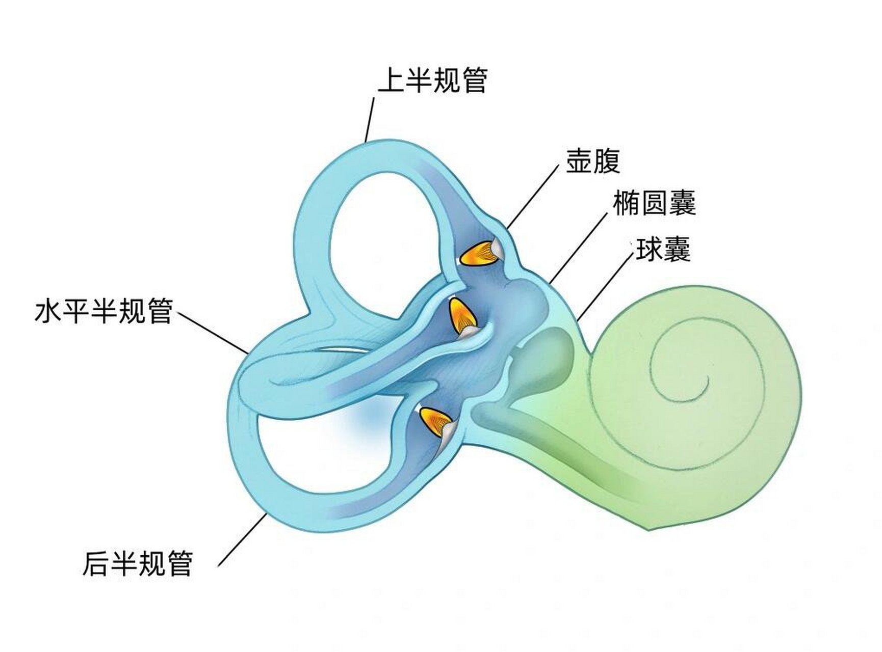 前庭蜗器的解剖结构图图片