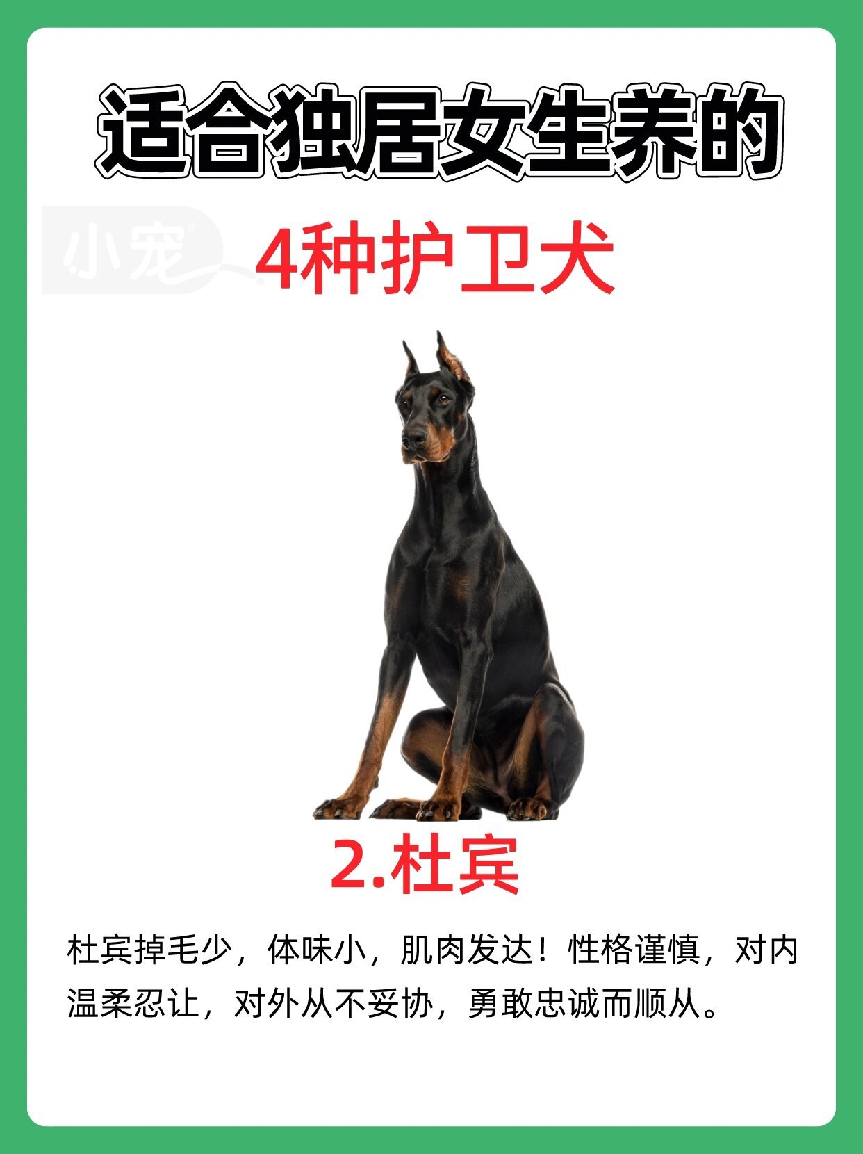 独居女生的守护神:4种最佳护卫犬推荐!