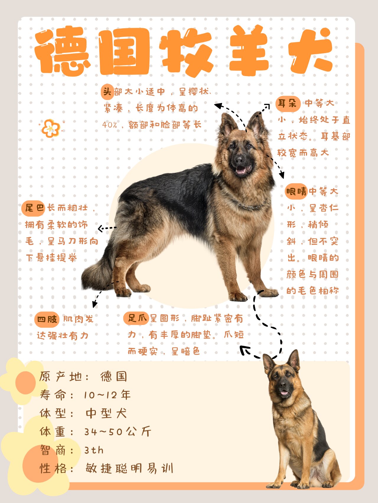 军犬常用犬之——德牧 原产地:德国 寿命:10~12年 体型:中型犬 体重
