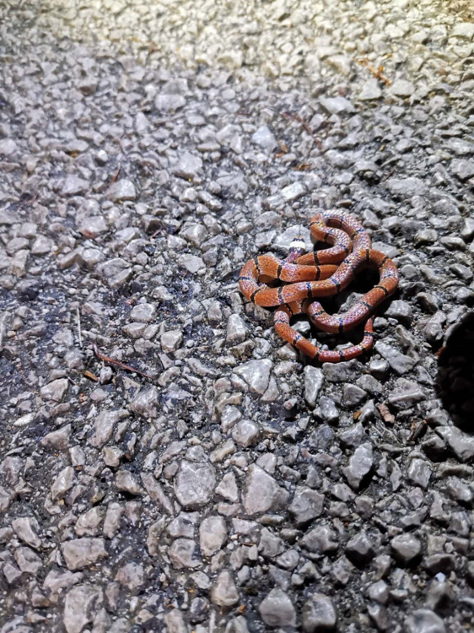 野外遇蛇之中国常见毒蛇之一—中华珊瑚蛇 中华珊瑚蛇sinomicrurus