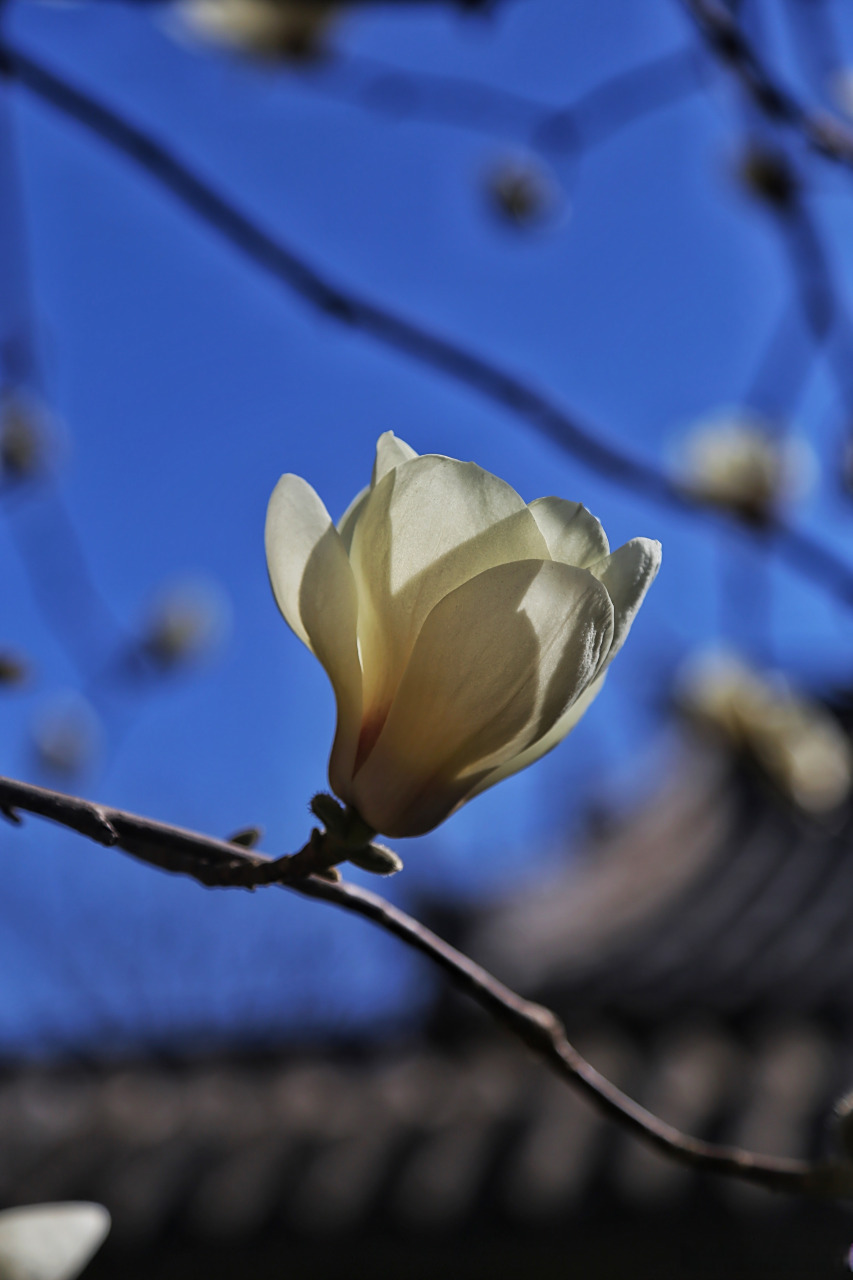 保定市花玉兰花