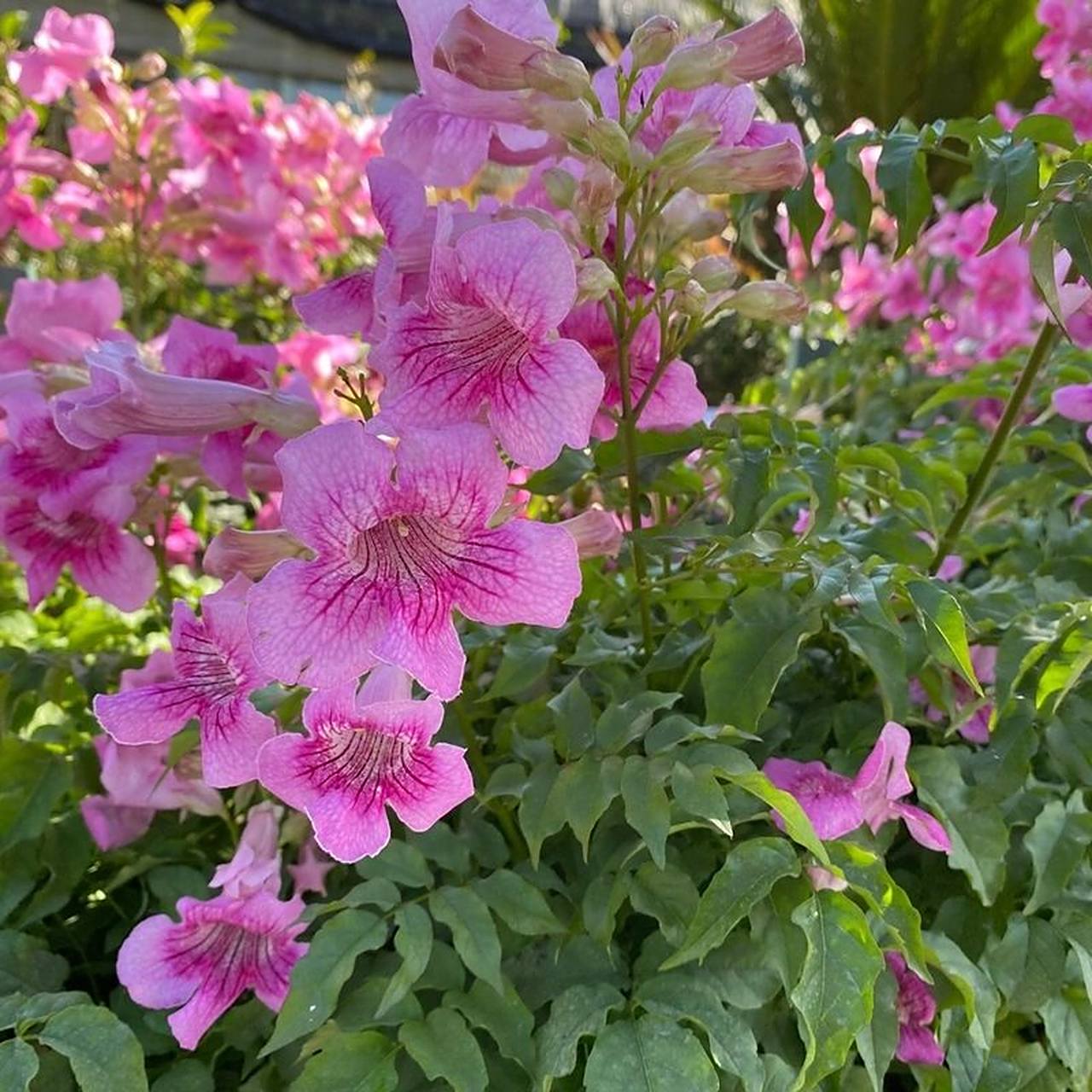 花境植物第174弹——非洲凌霄 粉色凌霄花属于非洲凌霄花品种,它圆锥