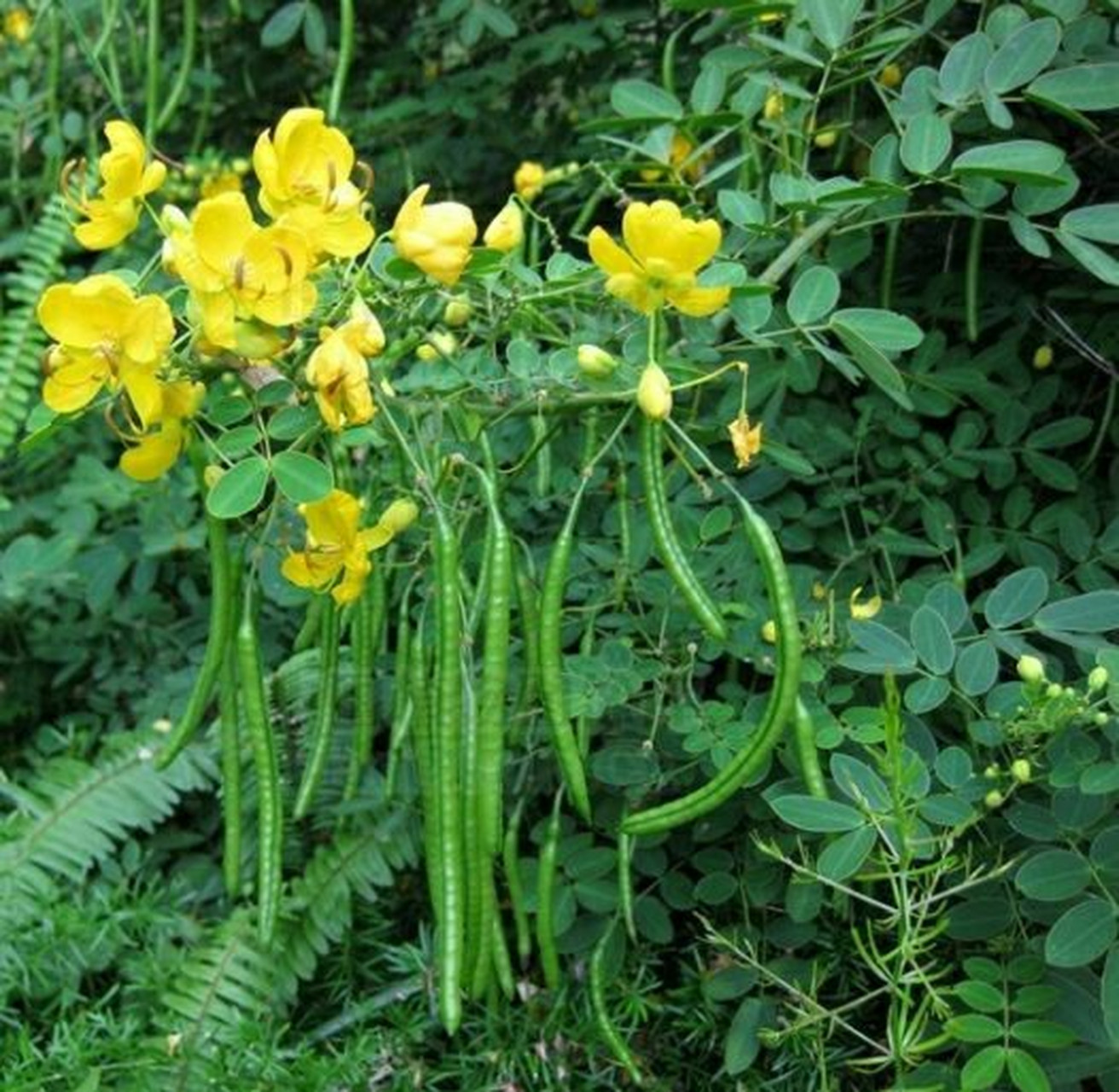 决明子植株全株图片图片