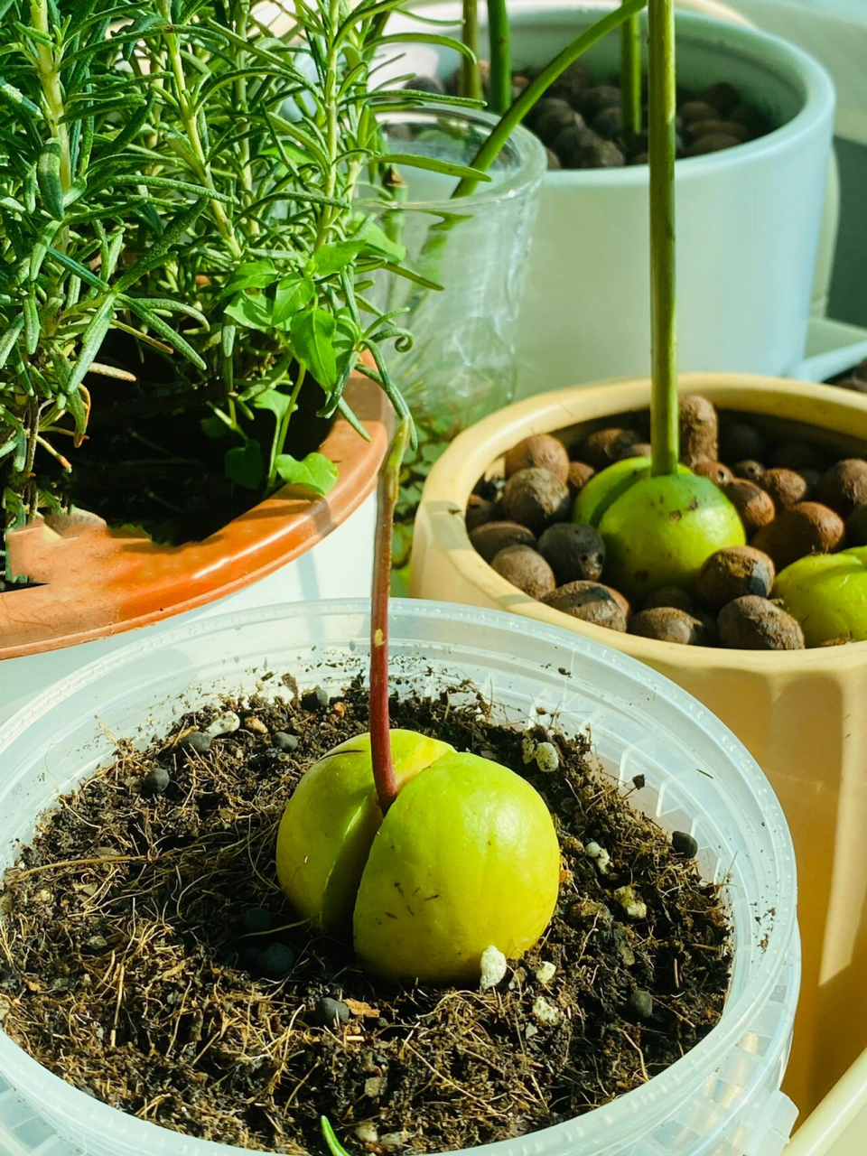 美食插画78家常菜78炒花菜/炒菜花简笔画教程  今天的菜式是家常