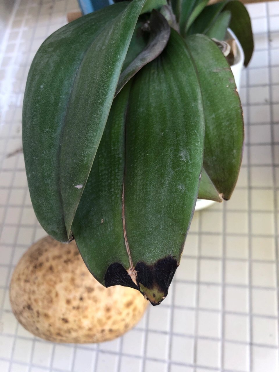 蝴蝶兰病害(大实话篇) 大实话篇…………… 虽然我不是专业选手,不过