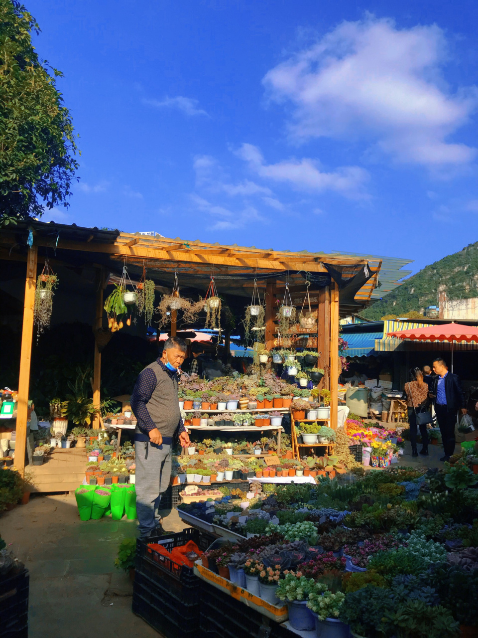 贵阳花鸟市场|最有烟火气息的一条街 这里 就是贵阳最大的花鸟杂项市