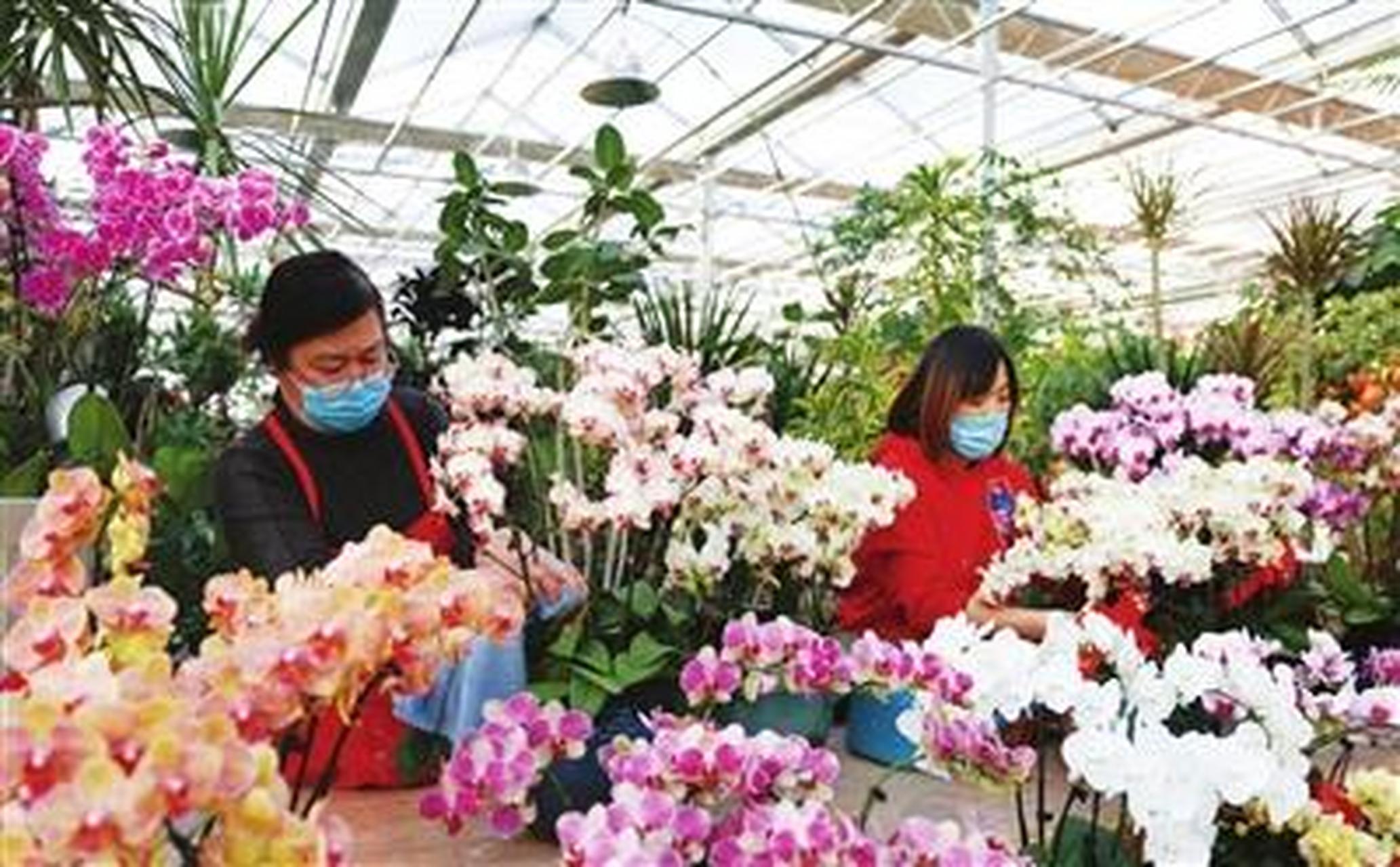 太原太原头条12月12日,复工后的杨家峪花卉市场,商家正在整理新到货的