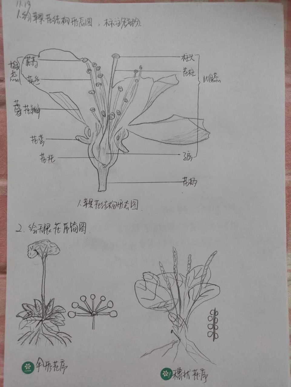 苹果花结构形态图 药学专业药用植物与生药学实验结构图97