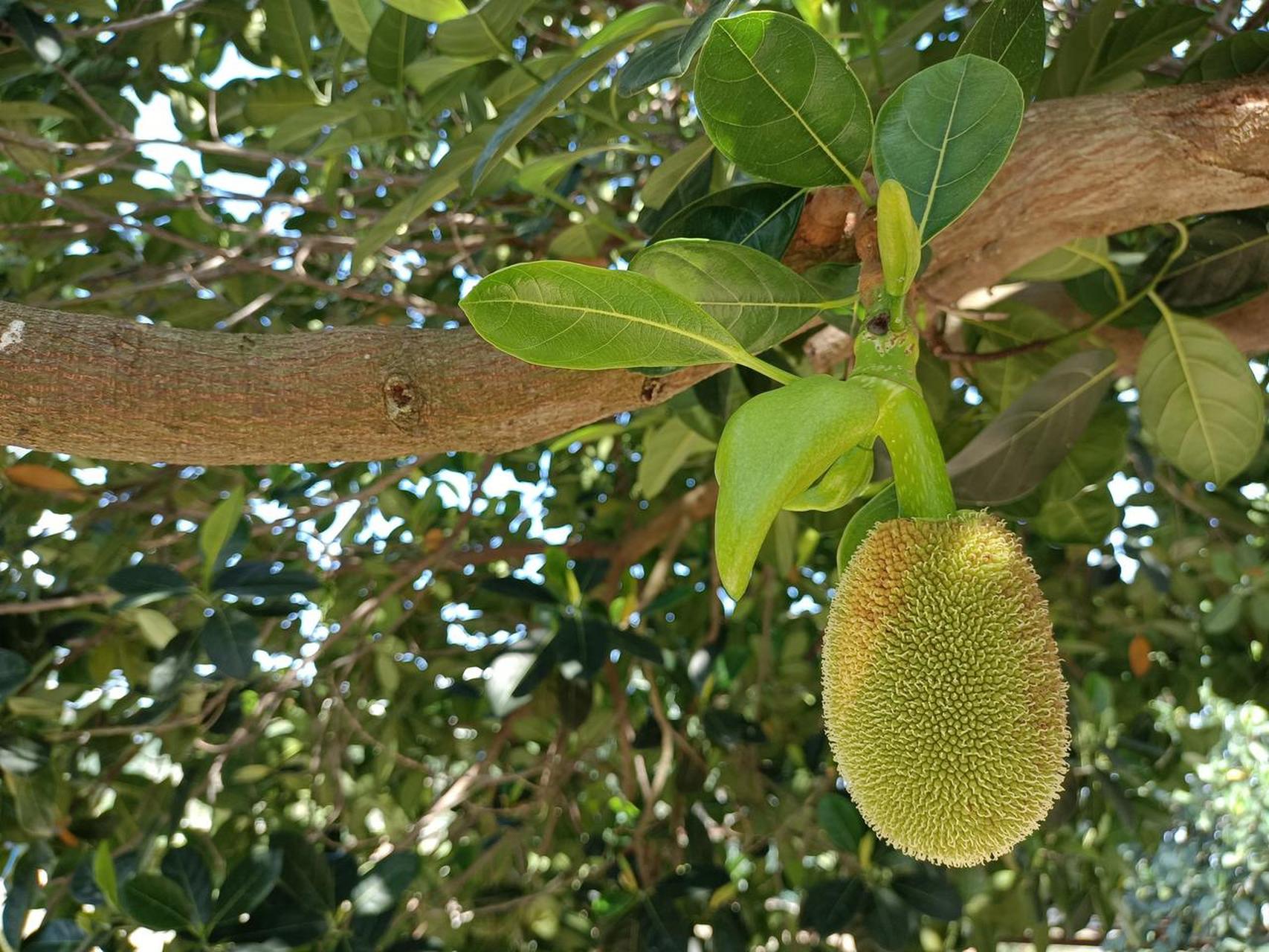 木菠萝真实图片