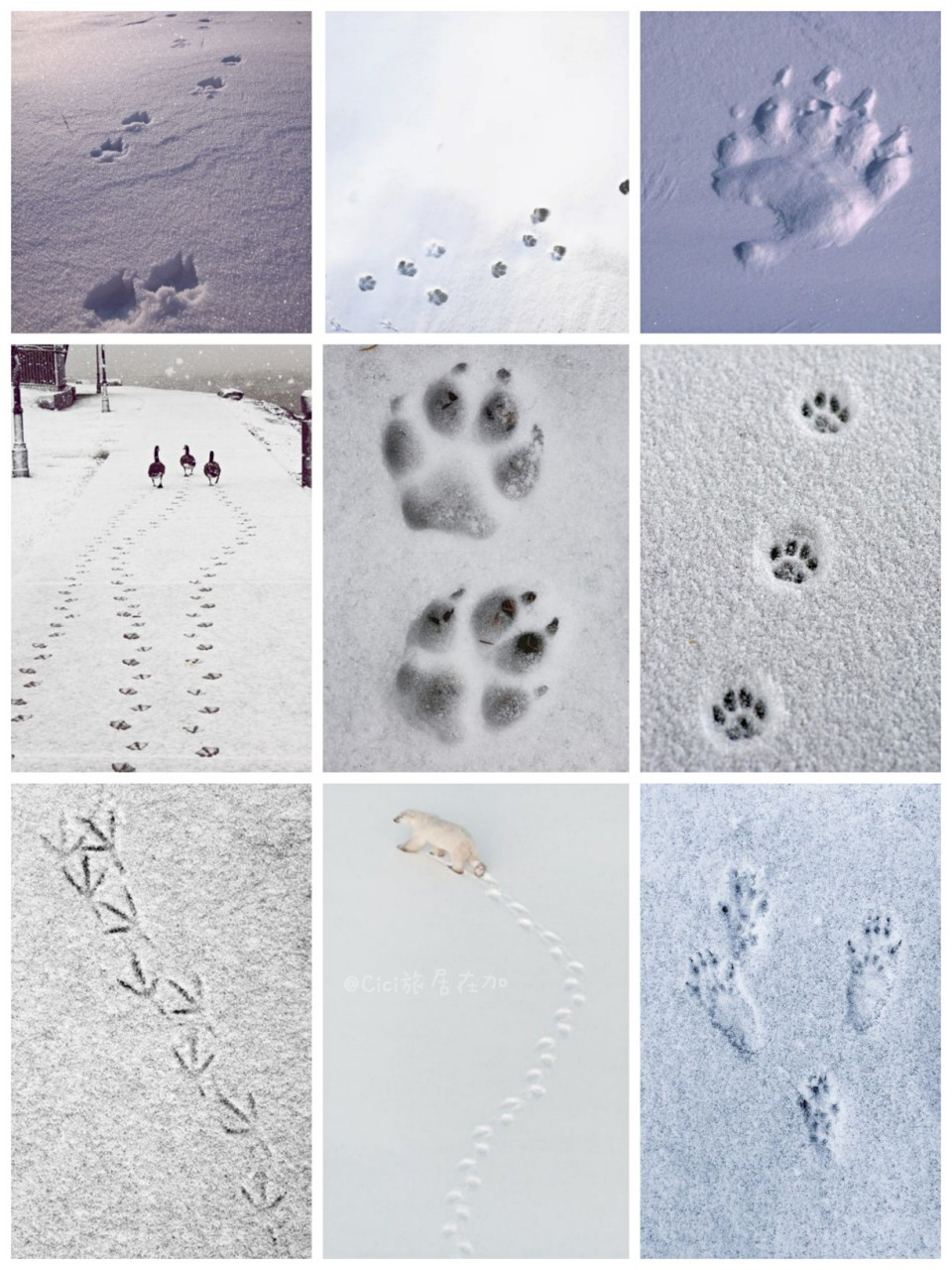9896冬天的加拿大白雪覆地, 雪地上的脚印就格外清晰!