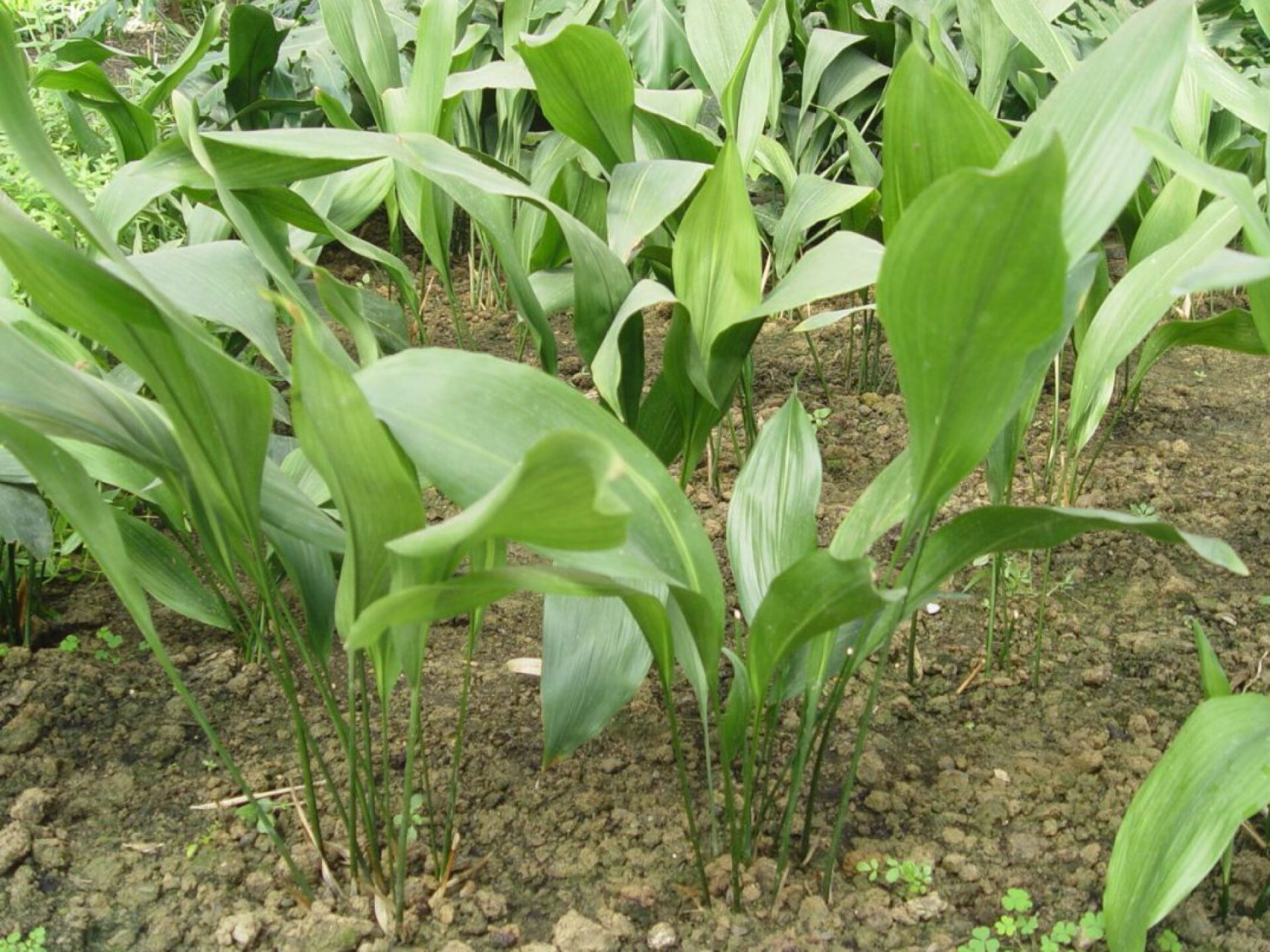 每日一花|一叶兰 一叶兰:又名蜘蛛抱蛋,别名大叶万年青,竹节伸筋等,为