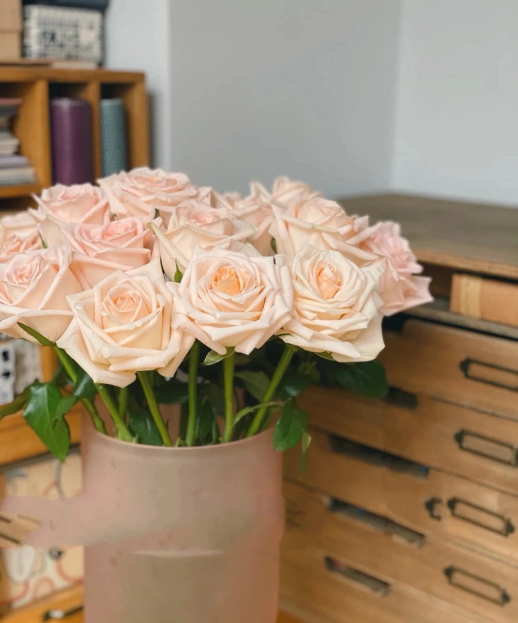 每天认识一种花--柏拉图玫瑰 柏拉图 浪漫的名字,浪漫的颜色,肉粉色