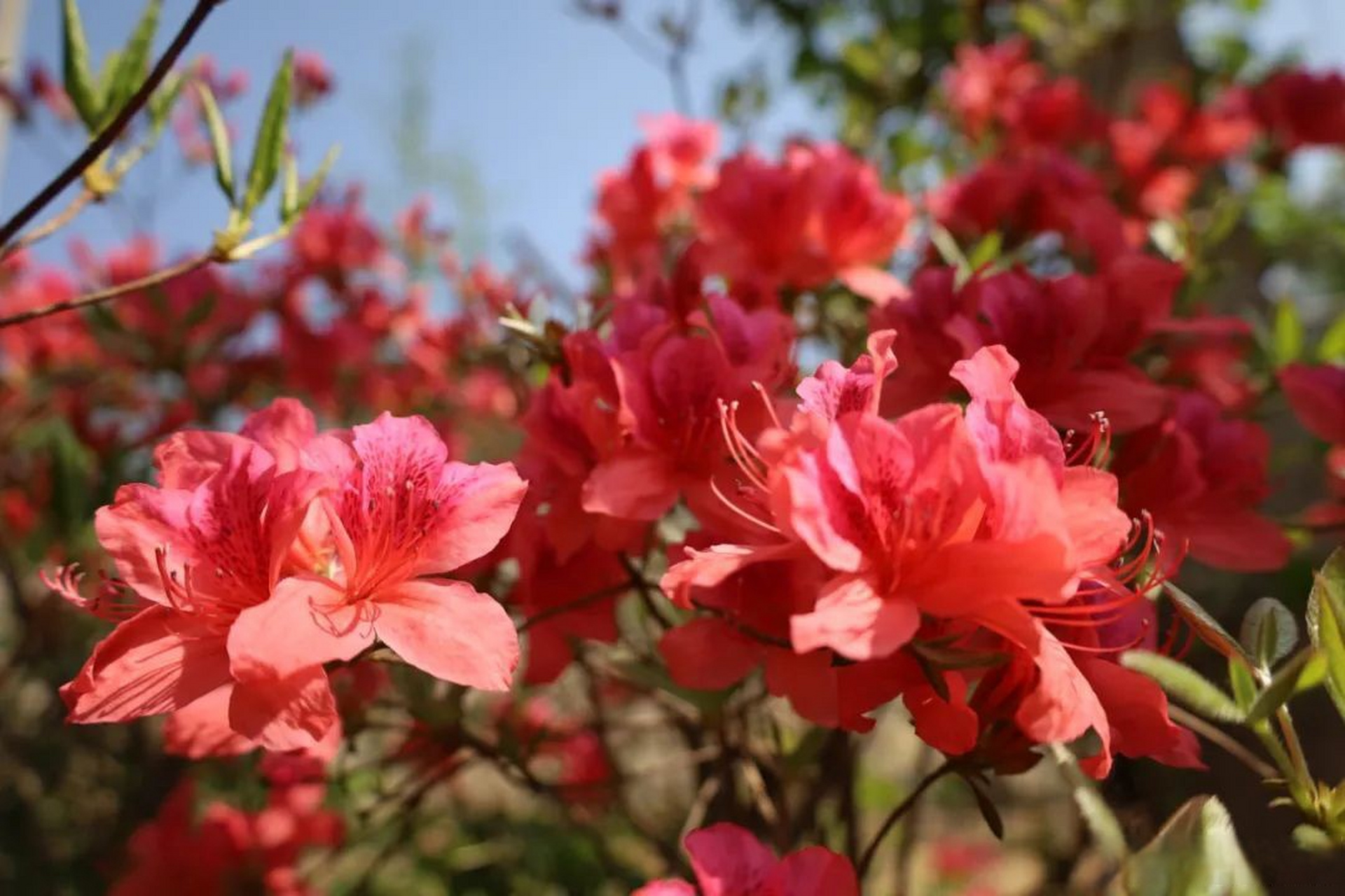 汝阳绝美花海上线…】第二十一届河南汝阳杜鹃花节暨炎黄文化节  即将