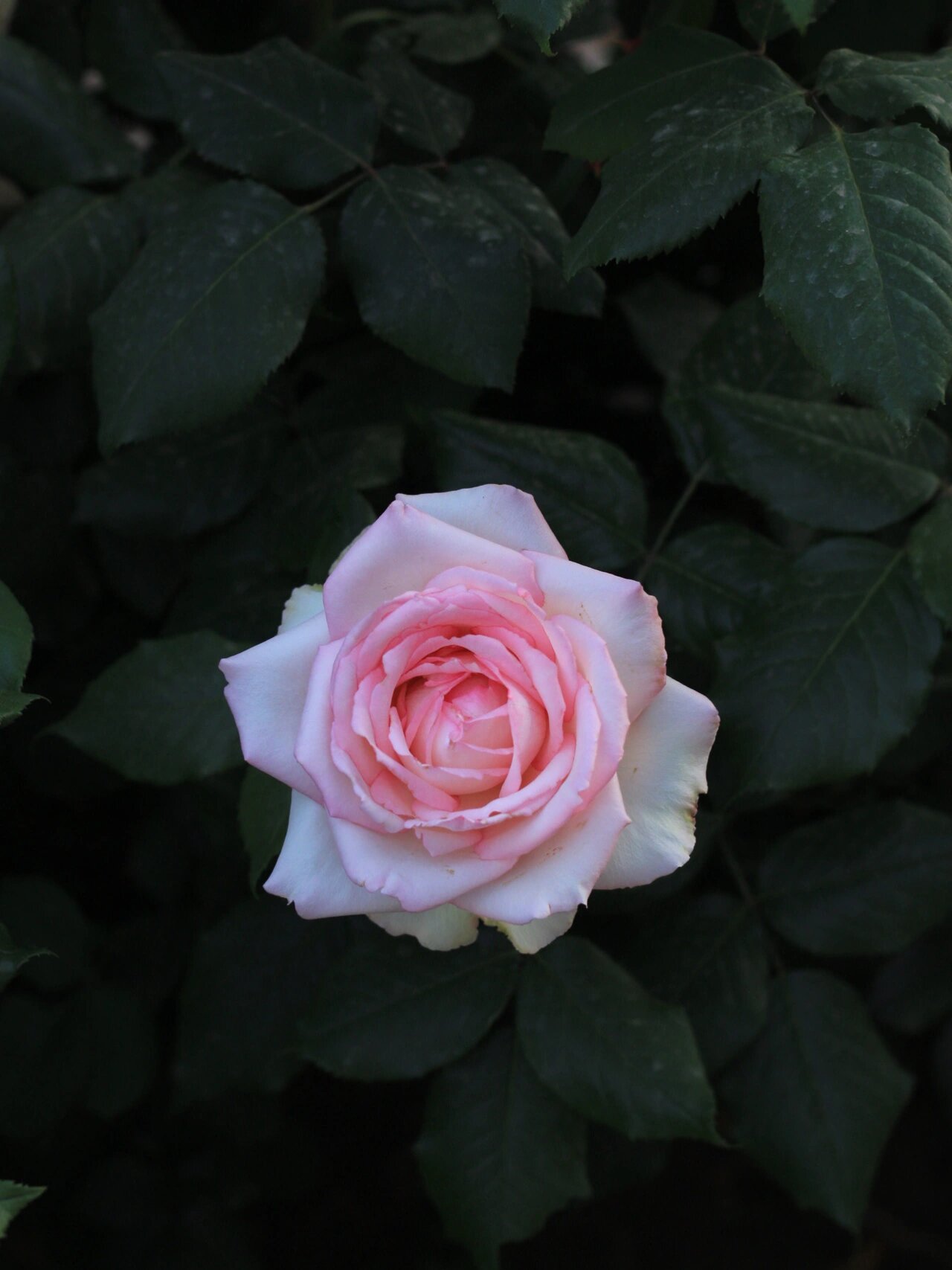 optimiste rose 乐天派月季|亭亭玉立 辨认月季品种有点难08 如果