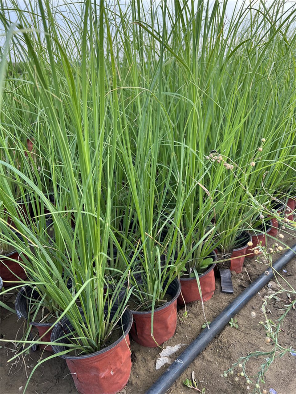 矮蒲苇是一种草本植物,植株高度大约在1-1.