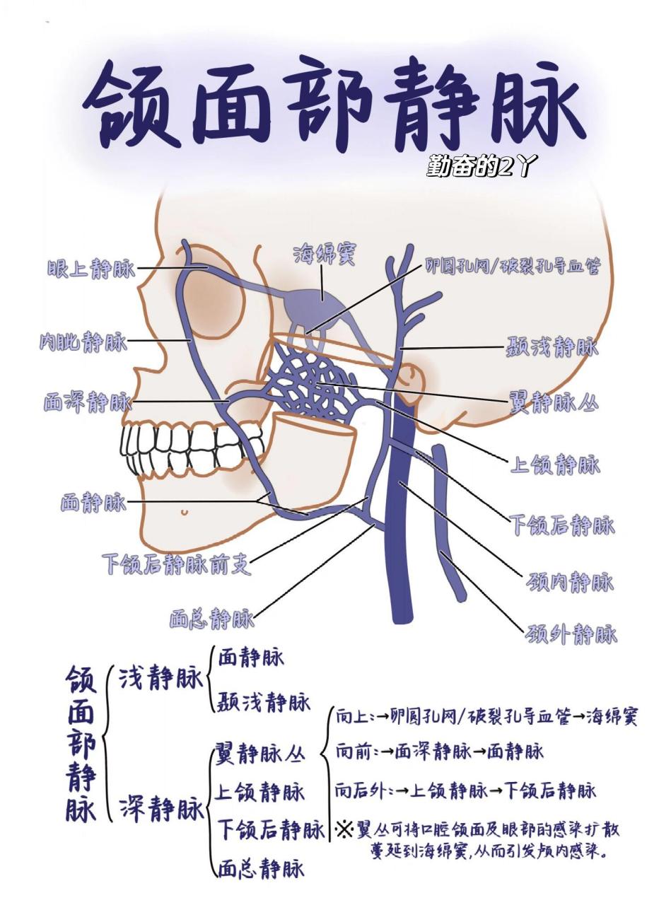 颞浅注射定位图图片