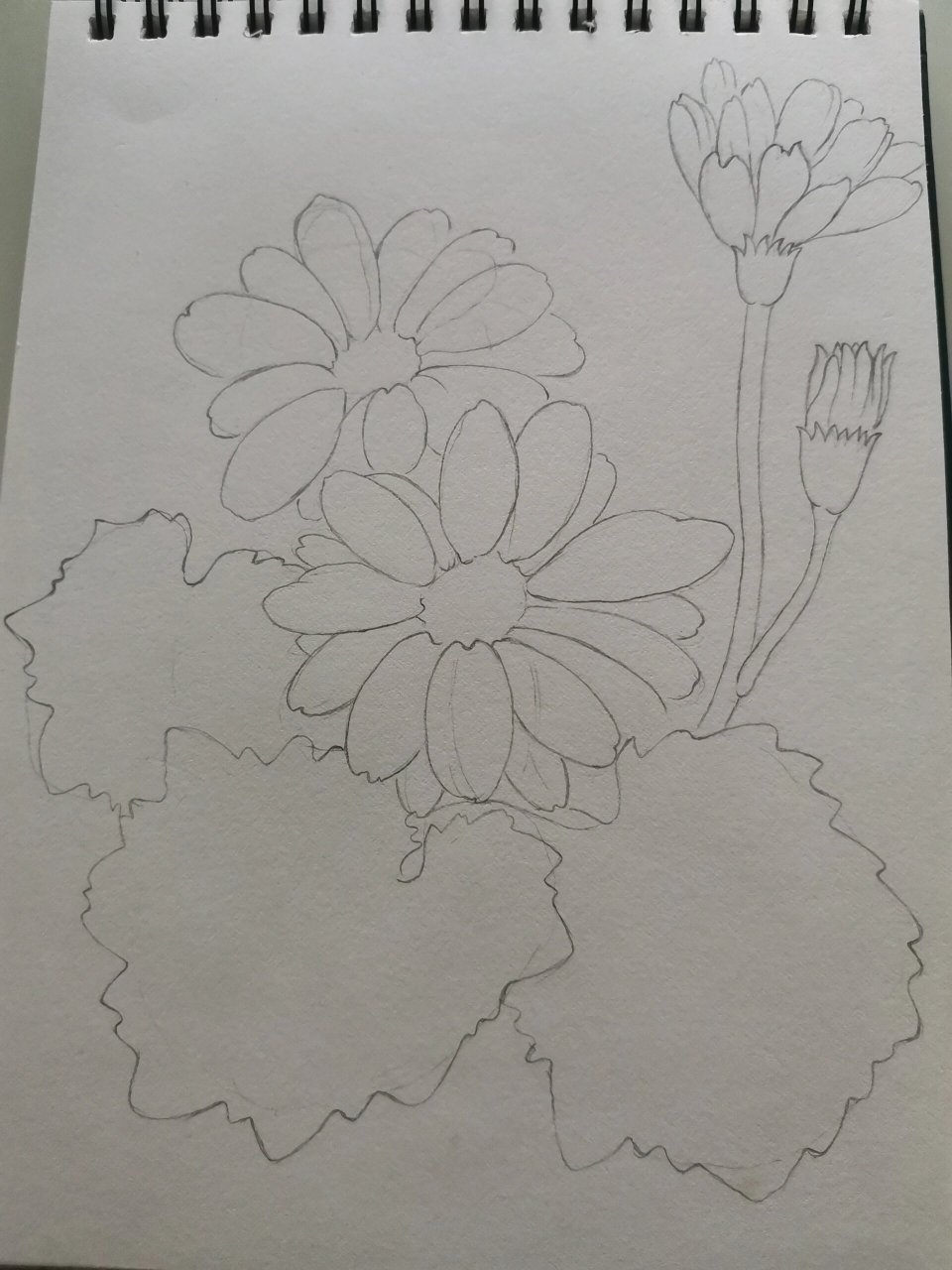 零基础学画画153～瓜叶菊(附步骤) 临摹《自在飞花》 	 图2:用铅笔定