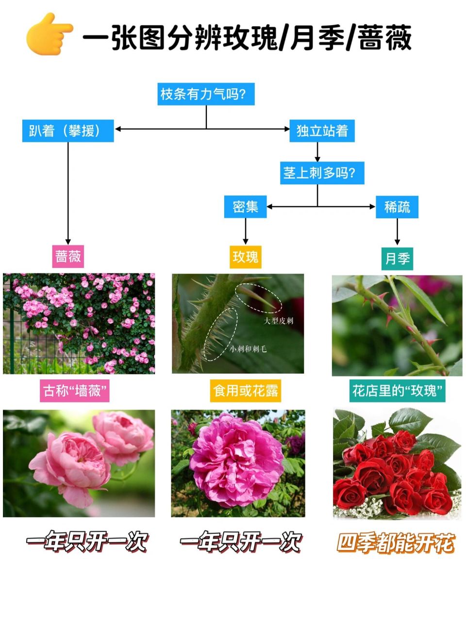 11566蔷薇属三姐妹:玫瑰月季和蔷薇,都原产中国9899在