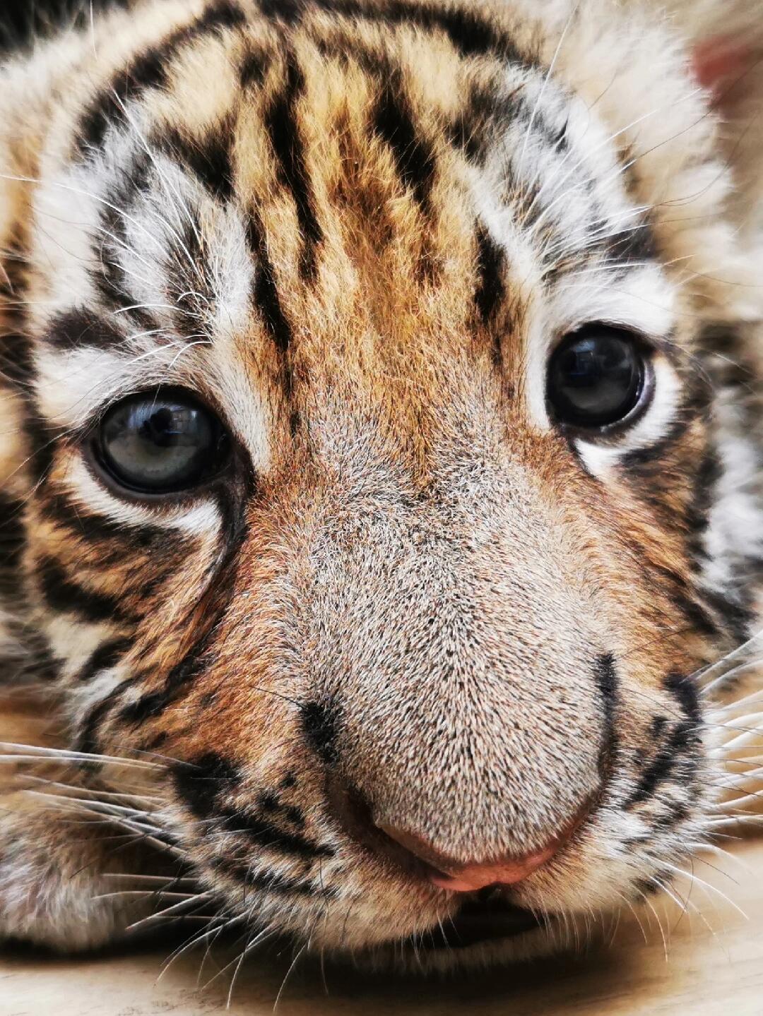 吃可爱长大的小奶虎