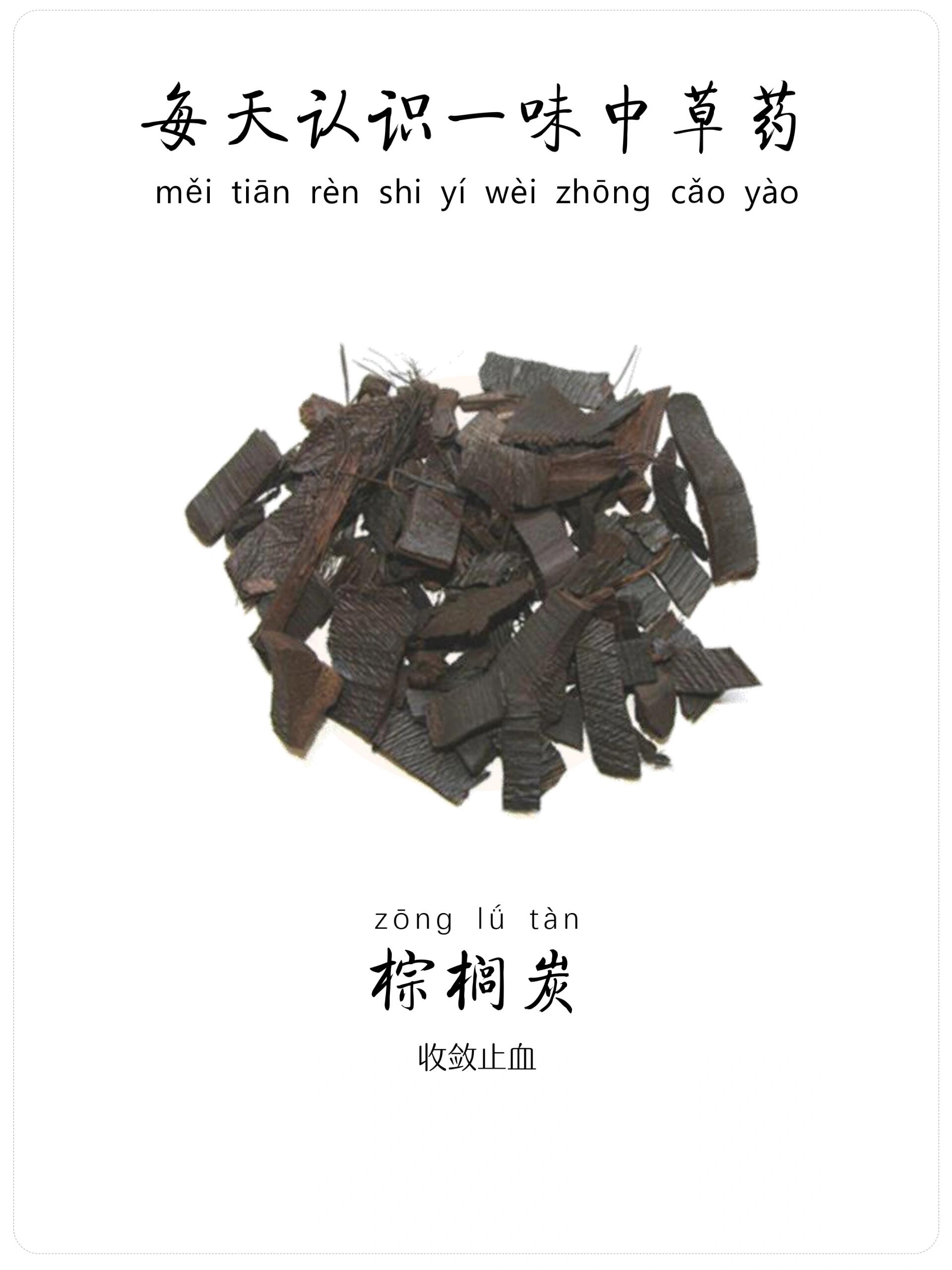 每天认识一味中草药-棕榈炭🍀-收敛止血 ☘️棕榈炭为棕榈科