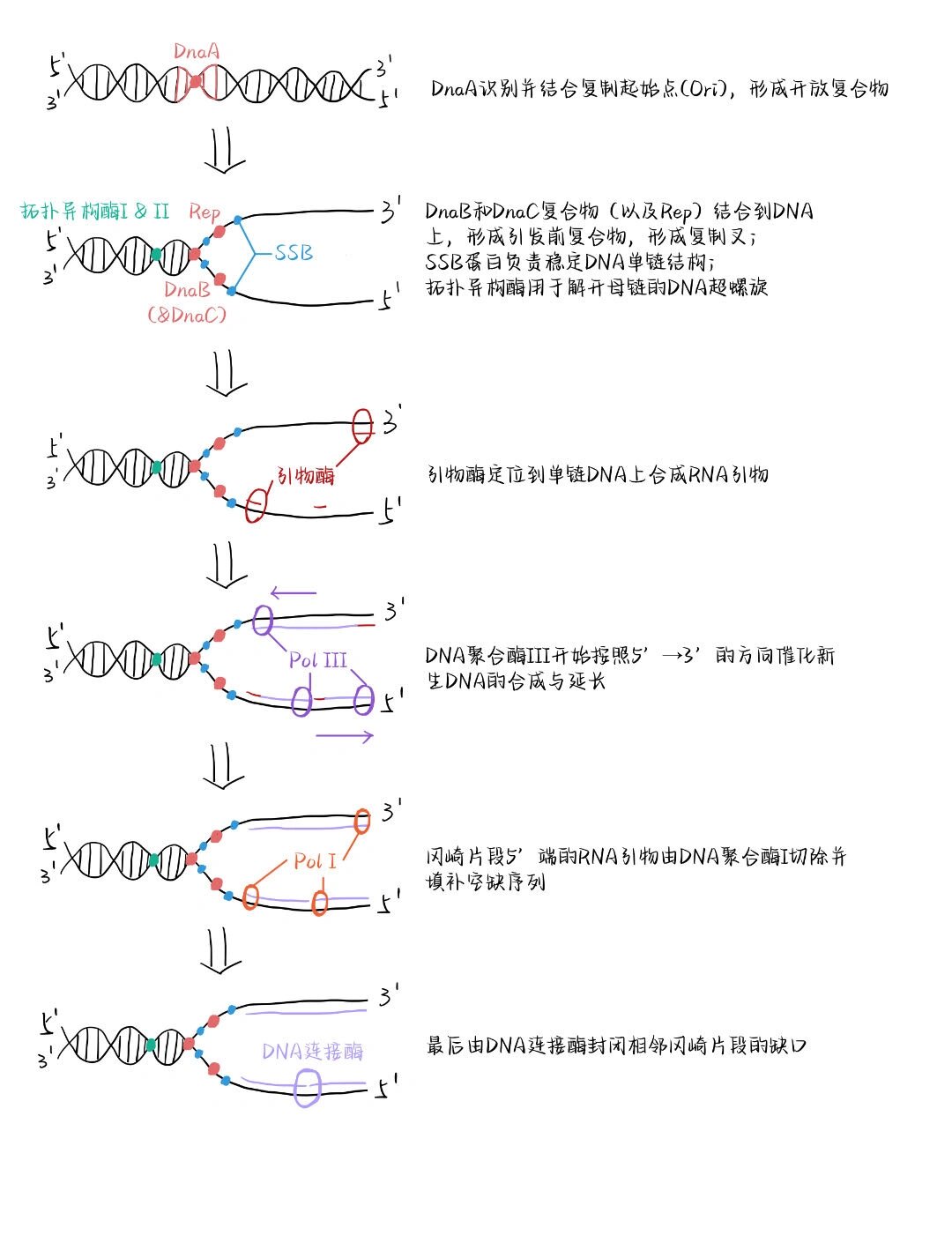 全保留复制过程图图片