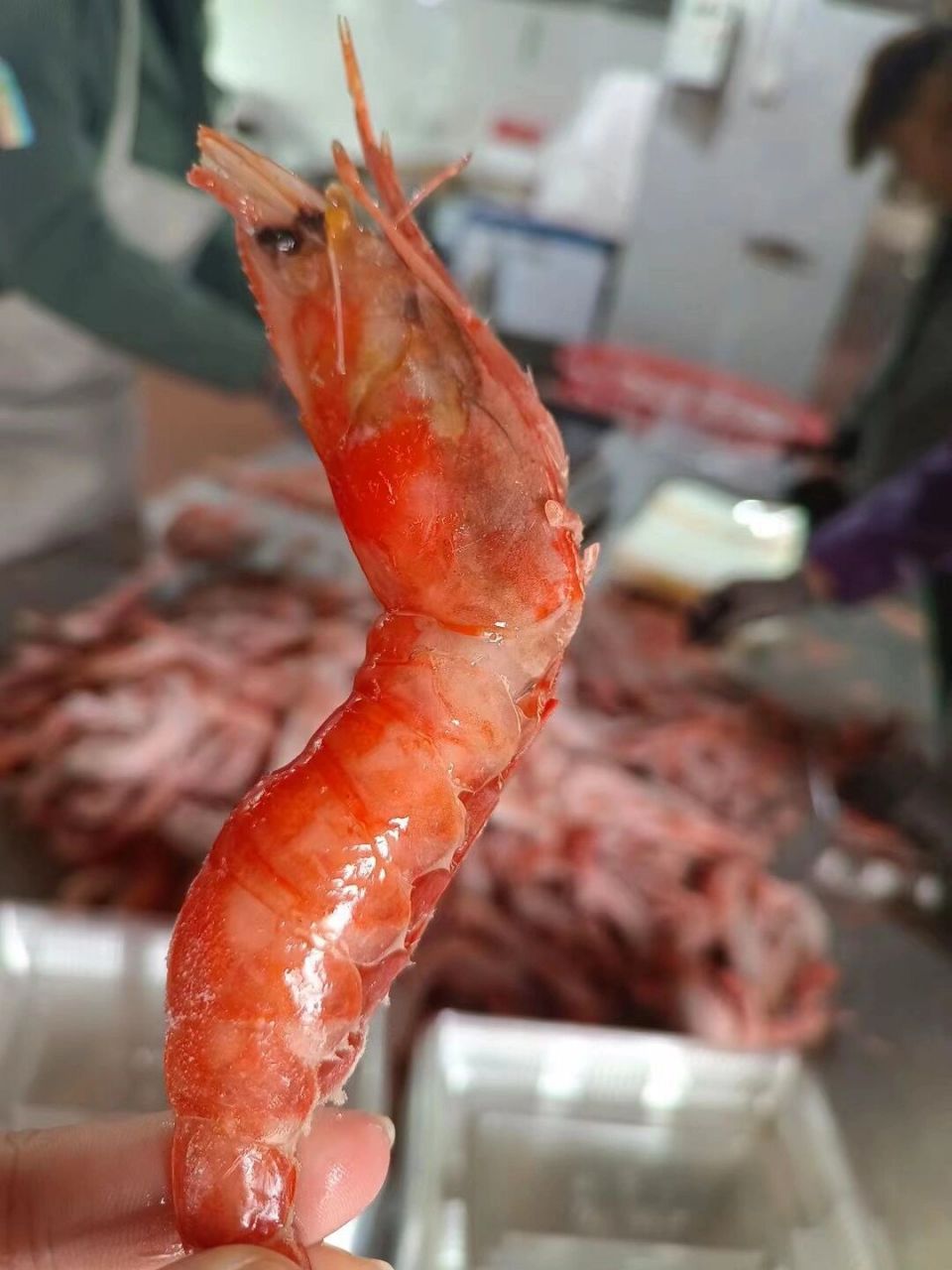 舟山野生红虾 红虾现在市场价高了许多 渔船一手货源储备充足,我们
