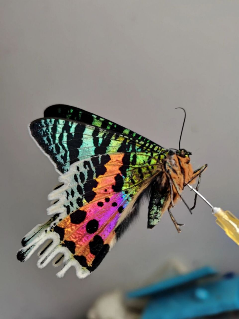 隶属于燕蛾科uraniidae,金燕蛾属chrysiridia的马达加斯加金燕蛾chrys