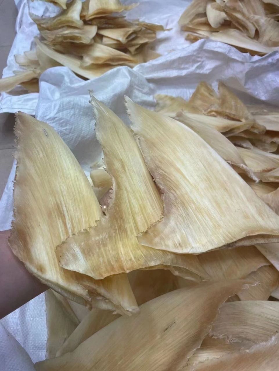 鱼翅 12寸大金钩鱼翅超级足干,翅最粗的一款大春勾秒杀市面上所有的