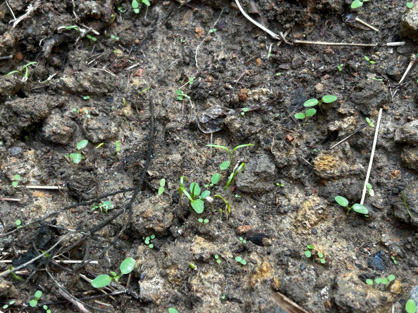 茴香种子发芽啦 时隔多日,由于最近天气不好,一直在下雨,温度也较低