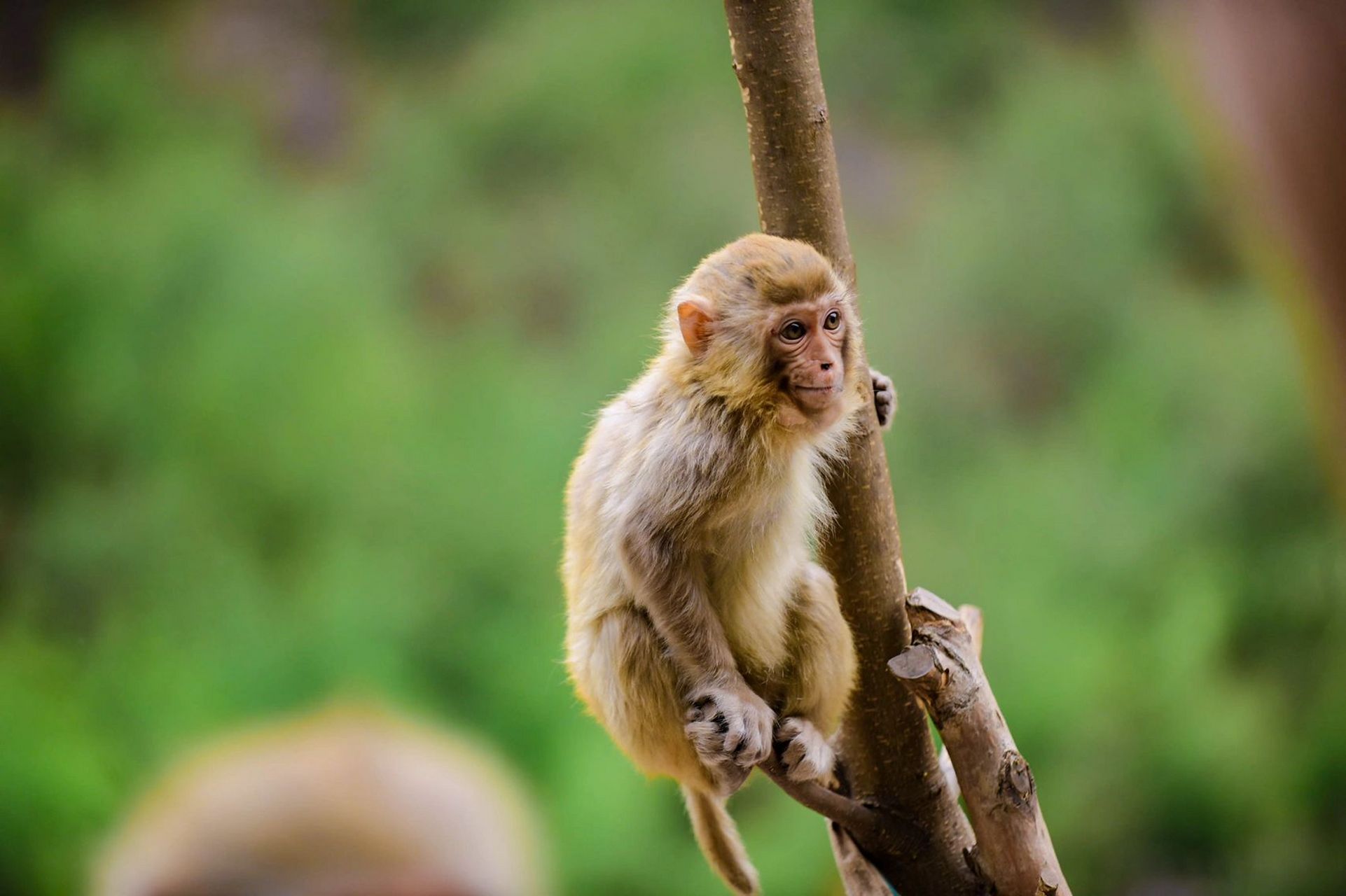 河南济源|五龙口猴山——亲子游玩好去处 若是给它喂过食, 它会牢牢
