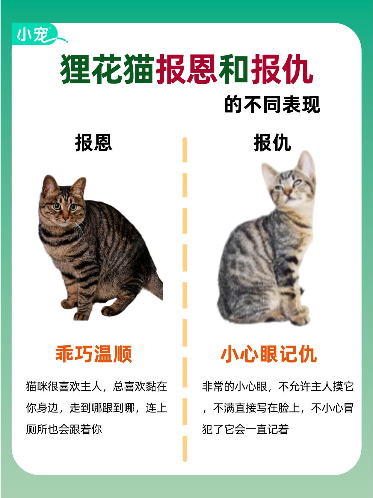 狸花猫认主人的表现图片