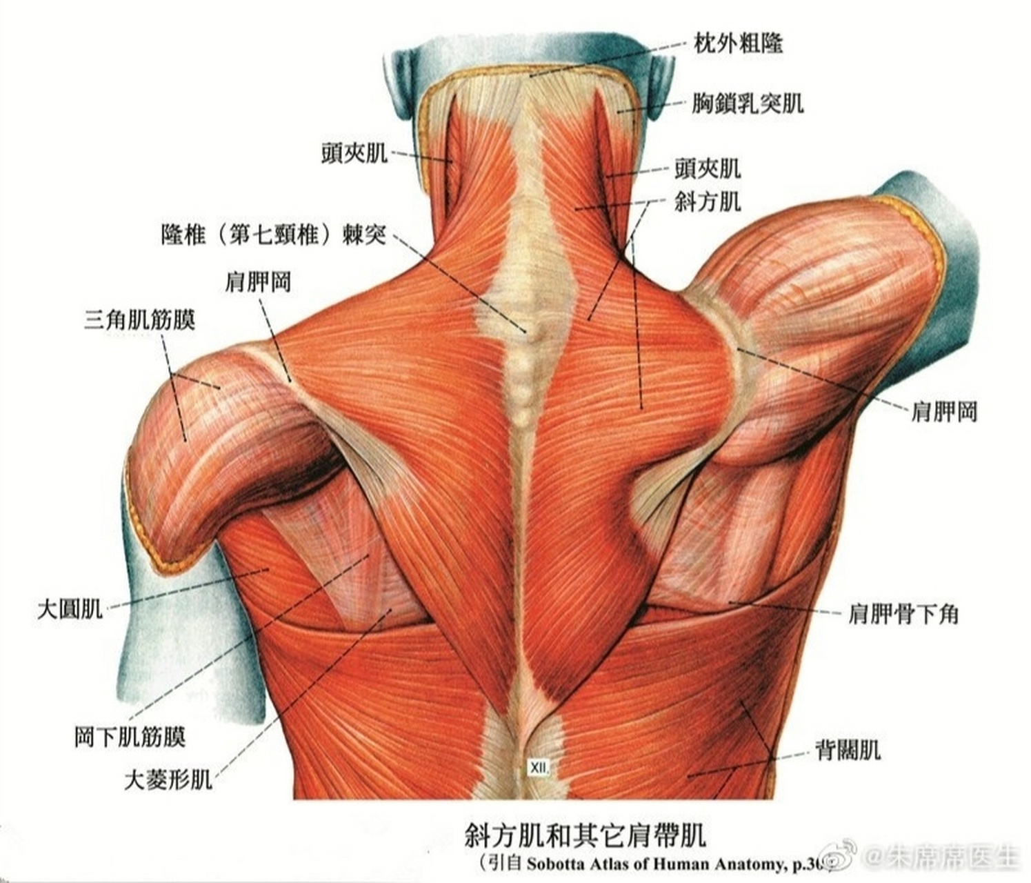 肩部肌肉解剖图解大全图片