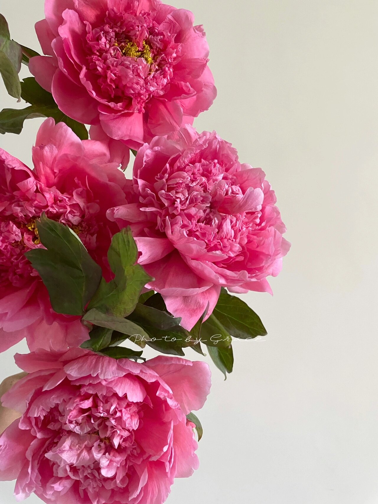 国产牡丹|大胡红