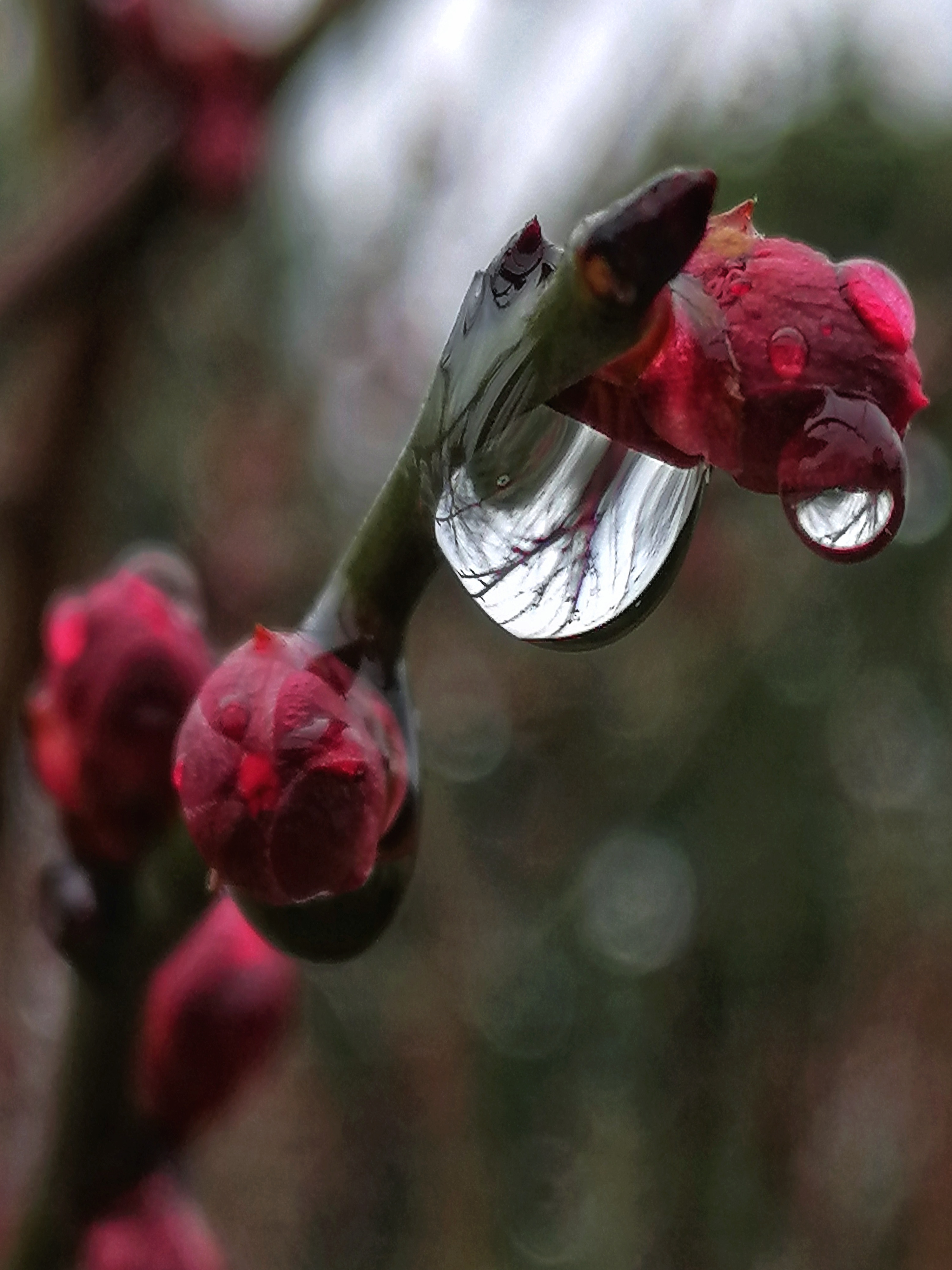 雨后花朵水珠的图片图片