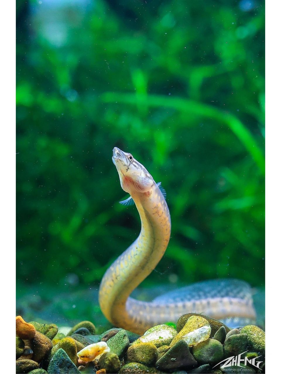北京原生鱼～中华刺鳅