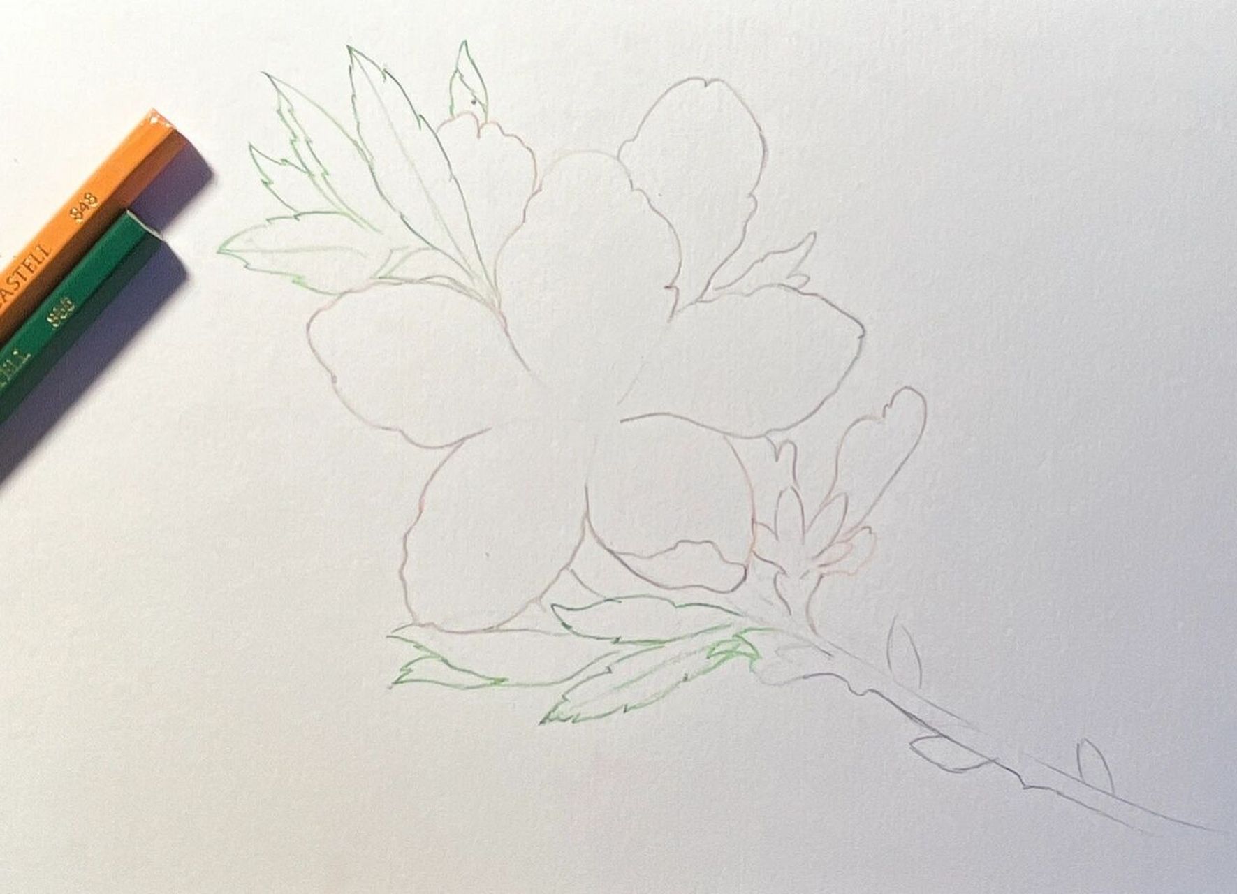 彩铅画#桃花#附详细步骤 色号 94桃花朵朵开,烂桃花你别来 94桃花