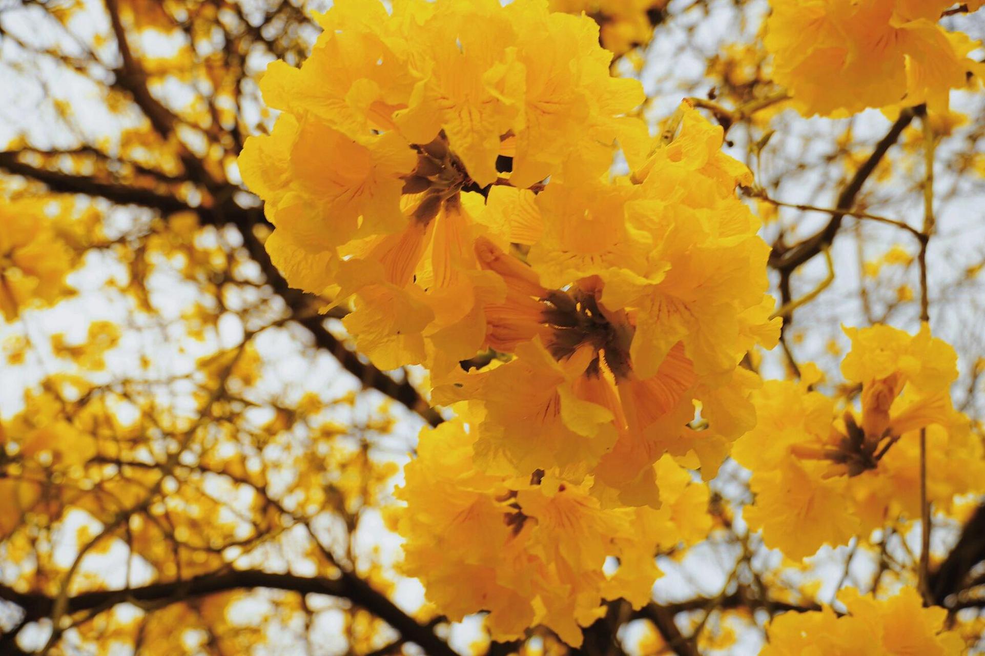 广外|黄铃木花 是春是秋 3.1791