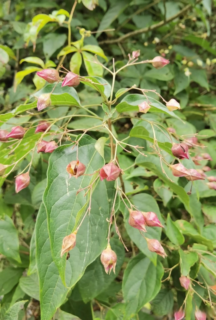 城市观察员  海州常山是一种大型灌木,以其芬芳扑鼻的花朵,美丽的秋叶