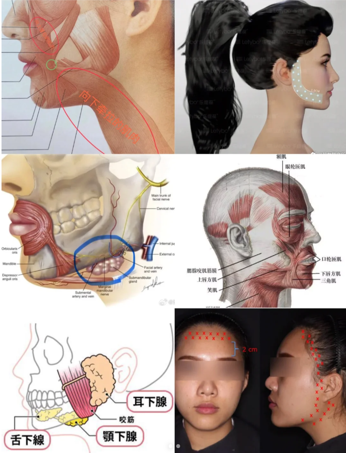 腮部和脖子的图解图片